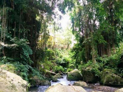 a rocky stream in the jungle